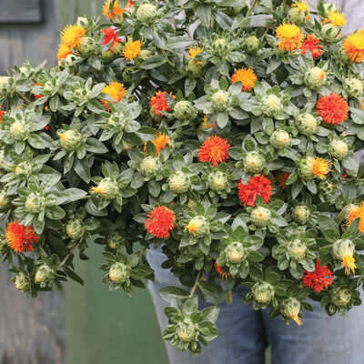 Zanzibar Carthamus (Safflower)