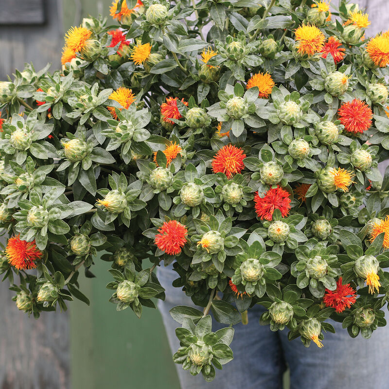 Safflower, Dark Orange-Red