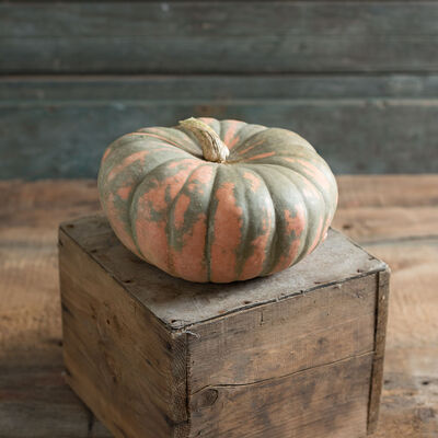 Speckled Hound Specialty Pumpkins