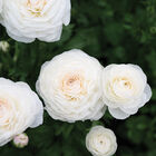 Romance™ Courchevel® Ranunculus