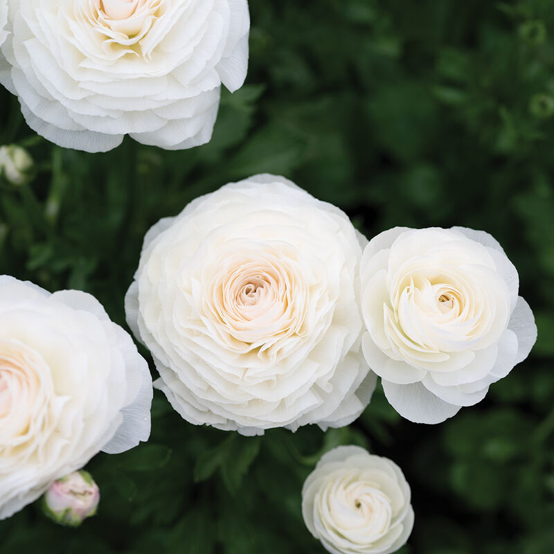 Romance™ Courchevel® Ranunculus