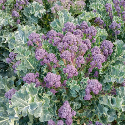 Bonarda Mini Broccoli