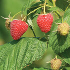 Polana Raspberry