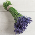 Ellagance Purple Ellagance Purple Lavender