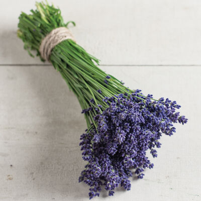 Ellagance Purple Ellagance Purple Lavender