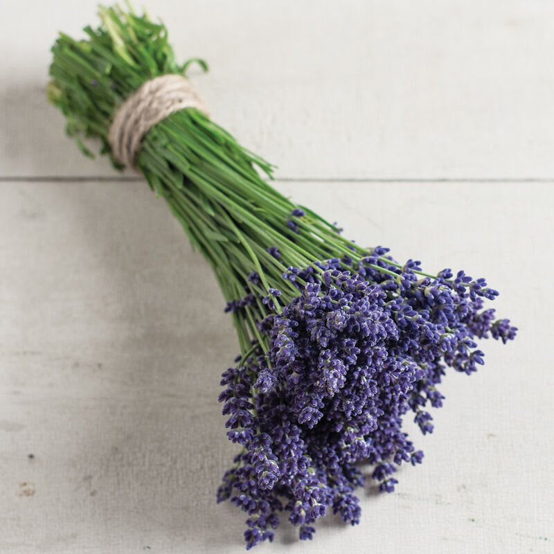 Ellagance Purple Ellagance Purple Lavender
