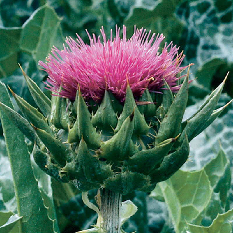 Milk Thistle Milk Thistle