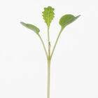 Kale, Toscano Microgreen Vegetables