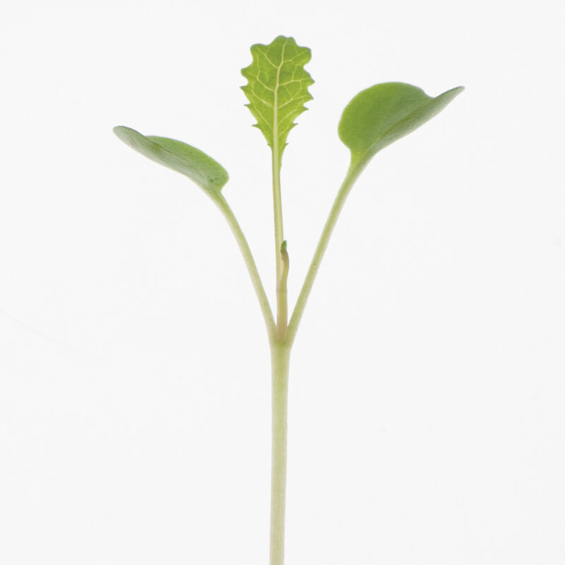 Kale, Toscano Microgreen Vegetables