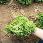 Hampton One-Cut Lettuce