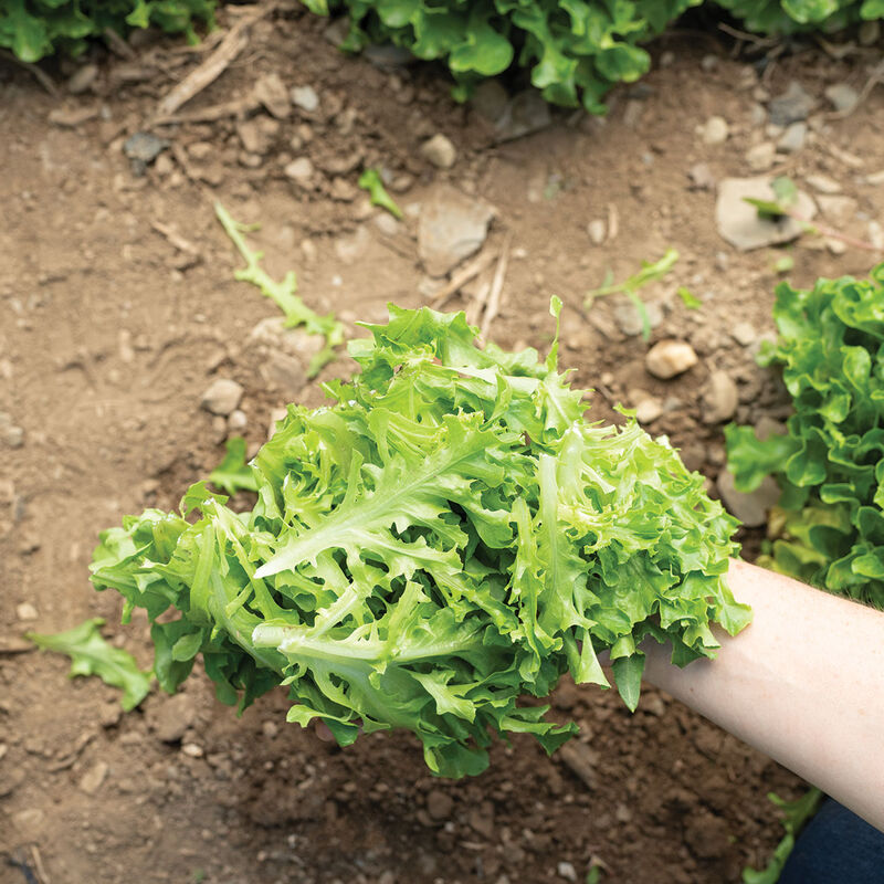 Hampton One-Cut Lettuce