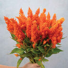 Sunday™ Bright Orange Sunday™ Series