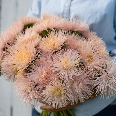 Valkyrie Brunhilde Chamois Aster