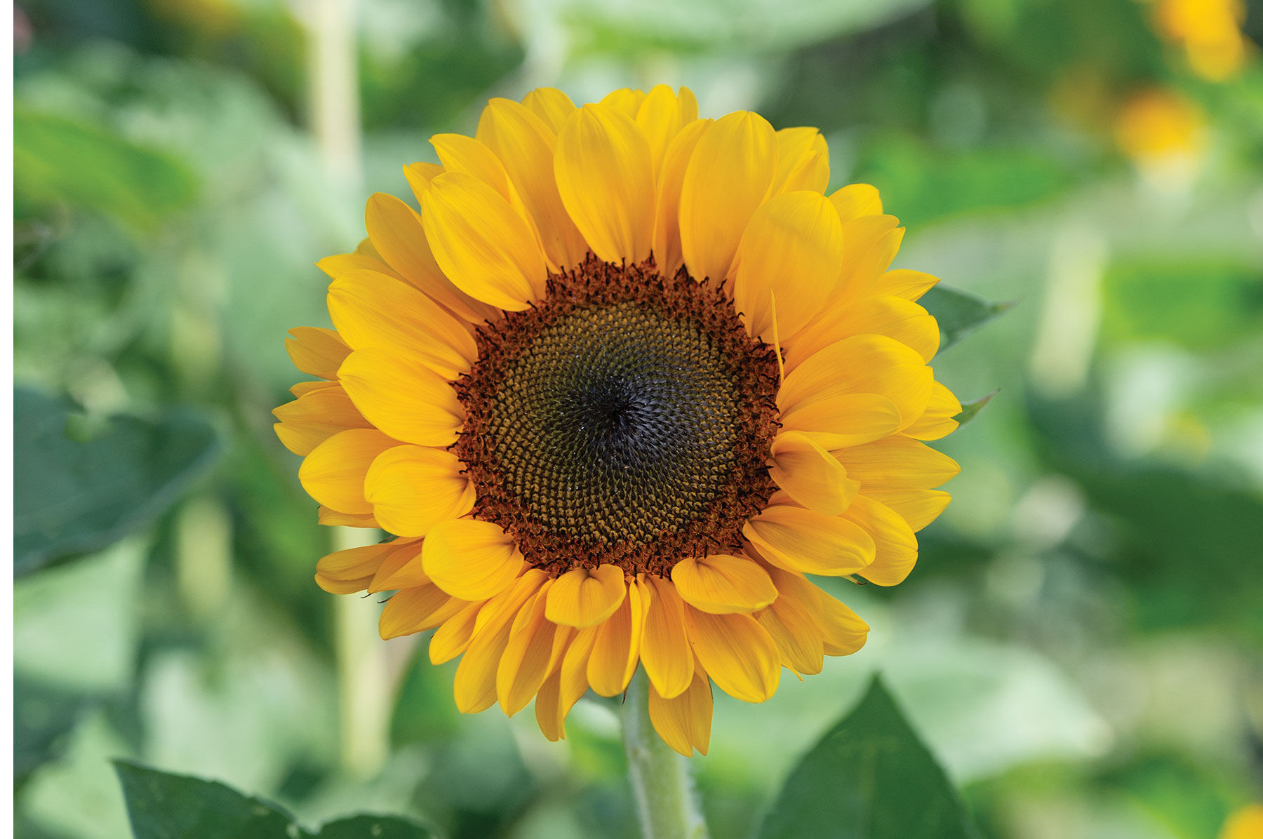 Sunflower Seeds for Planting | Johnny's Selected Seeds