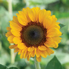 Vincent®s Choice DMR Tall Sunflowers