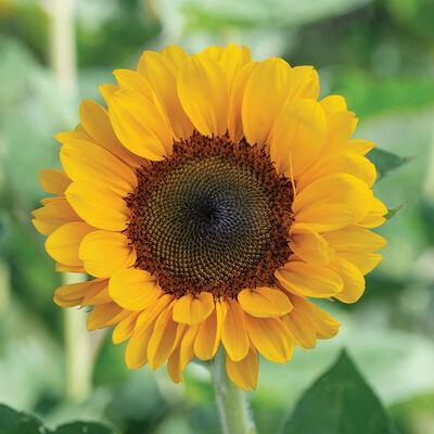 Vincent®s Choice DMR Tall Sunflowers