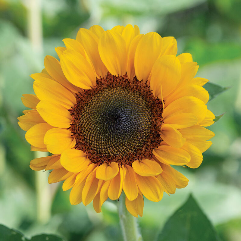 Vincent®s Choice DMR Tall Sunflowers