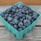 Blueberry Plant Collection Blueberry Plant Collection Blueberry