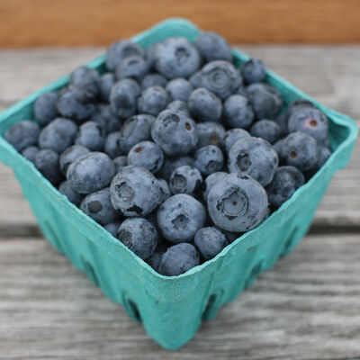 Blueberry Plant Collection Blueberry