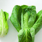 Caraflex Fresh Market Cabbage