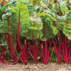 Charbell Swiss Chard