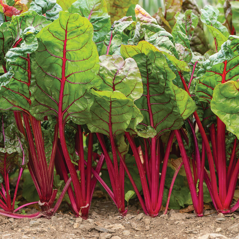 Charbell Swiss Chard