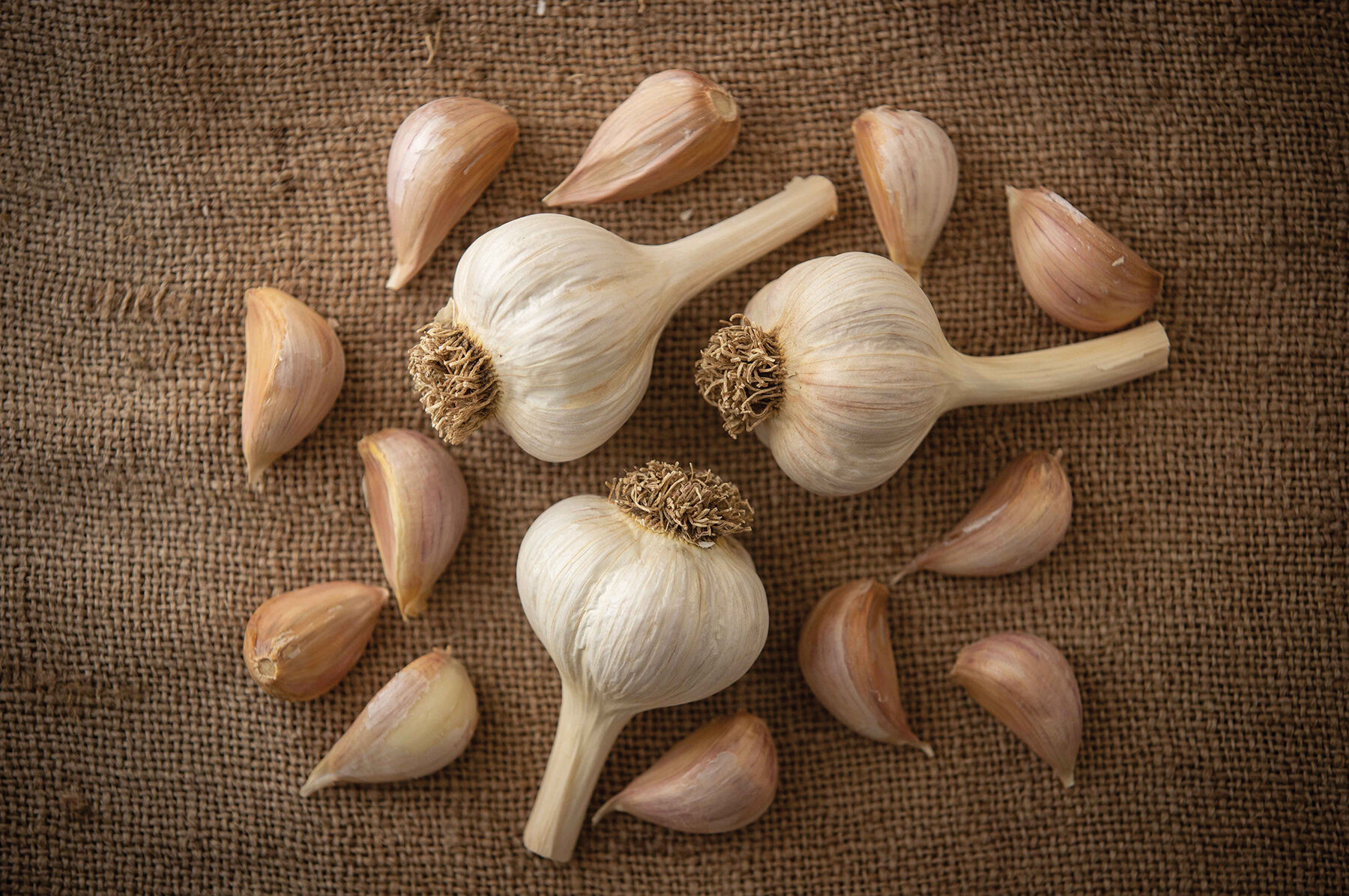 5 Pack Medium Elephant Garlic Bulbs agrohort.ipb.ac.id