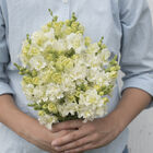 Madame Butterfly Ivory Snapdragon