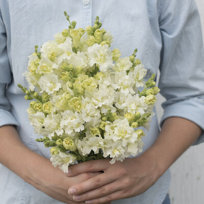 Madame Butterfly Ivory Snapdragon