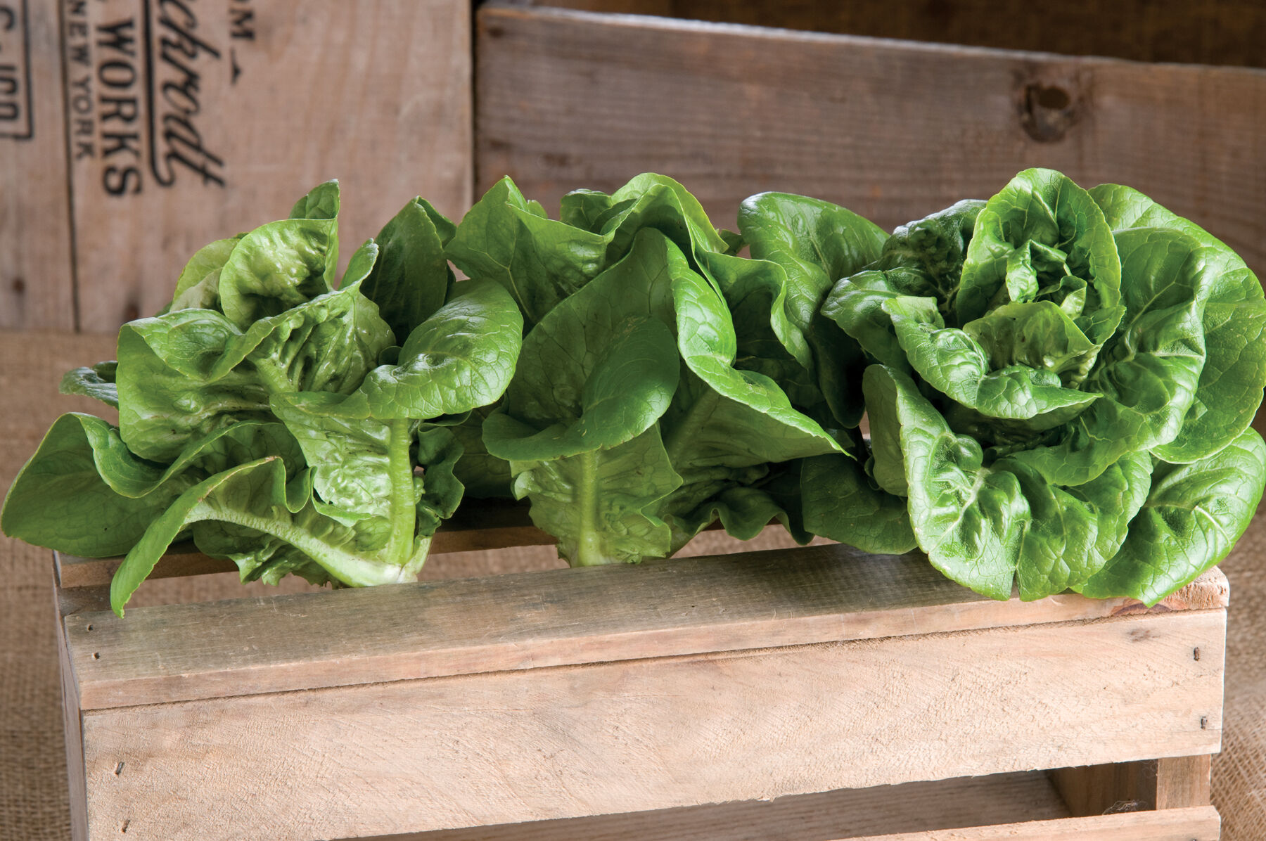 Bambi - Lettuce Seed | Johnny's Selected Seeds
