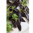 Royal Snow Snow Peas