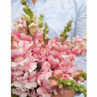 Bridal Pink Snapdragon