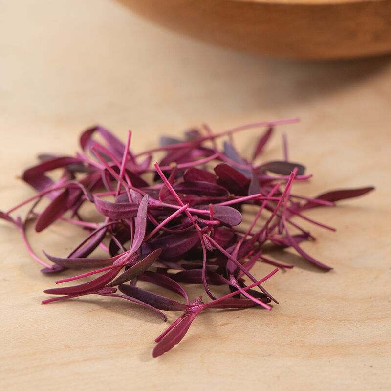 Orach, Ruby Red Microgreen Vegetables