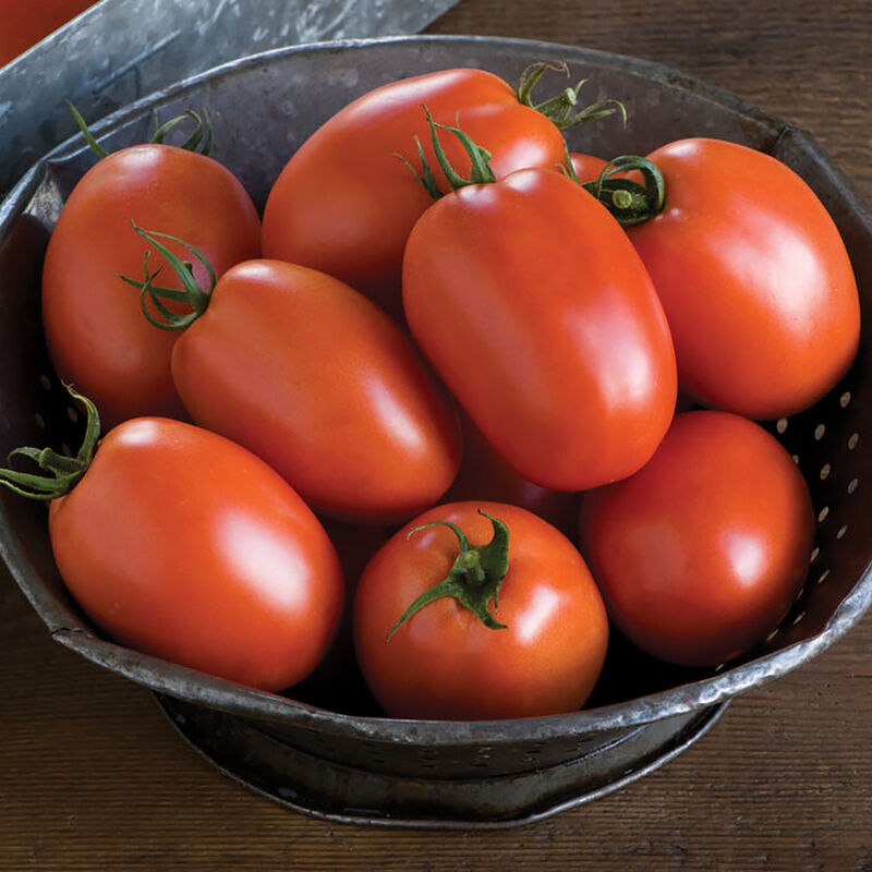 Plum Regal Paste Tomatoes