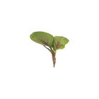 Red Leaf Vegetable Amaranth Red Leaf Vegetable Amaranth Specialty Greens