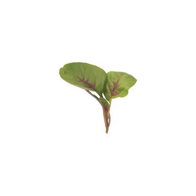 Red Leaf Vegetable Amaranth Red Leaf Vegetable Amaranth Specialty Greens