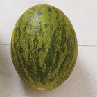 King Show Piel de Sapo Melons