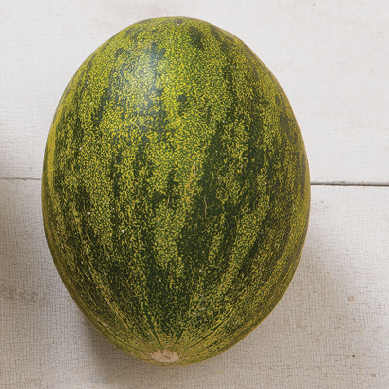 Melon Earli Dew F1 Seed, Size: 25 Seeds