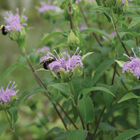 Wild Bergamot Monarda (Bee Balm)