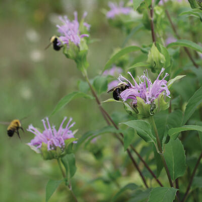 Wild Bergamot Bee Balm