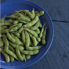 Karikachi Soybeans
