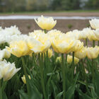 Verona Tulips