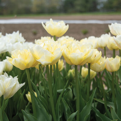 Verona Tulips