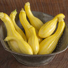 Tempest Summer Squash