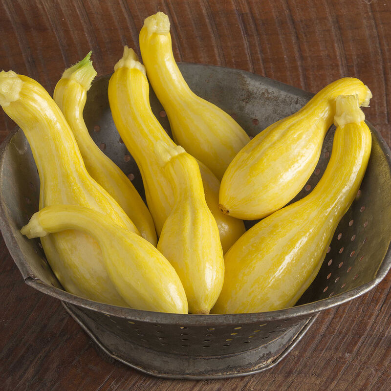 Tempest Summer Squash