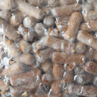 Blue Oyster Plug Spawn – 500 Count Plug Spawn