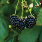 Ouachita Blackberry