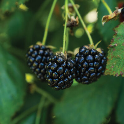 Ouachita Blackberry