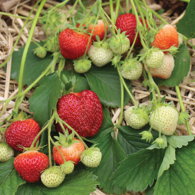Brunswick Strawberry Bare-Root Plants