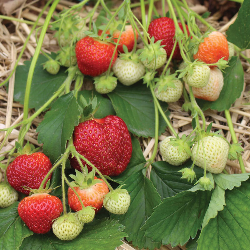 Brunswick Strawberry Bare-Root Plants
